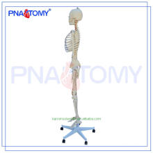 Nova marca PNT-0107 anatomia esqueleto fotos